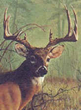 Whitetail.jpg (22337 bytes)